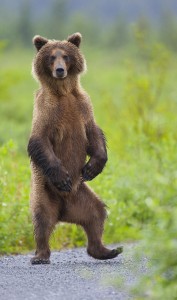 A young sow grizzly bear standing up to get a better view.